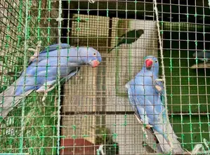 Ringneck Parrots