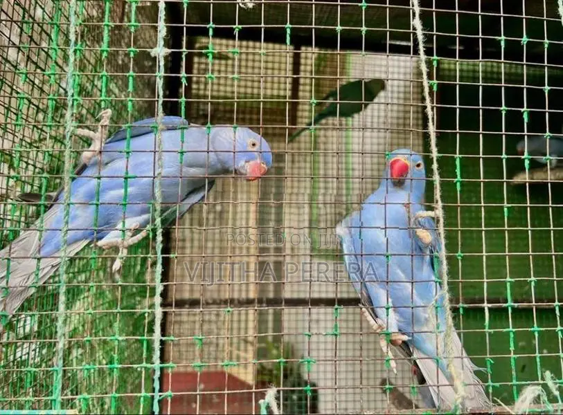 Ringneck Parrots