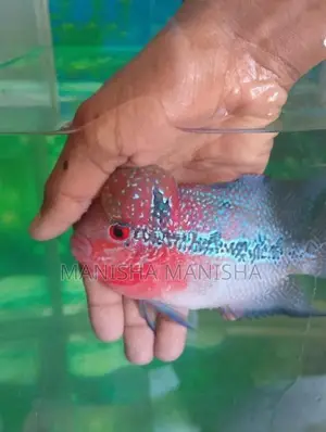 flowerhorn fish
