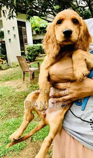 Cocker Spaniel Female puppy