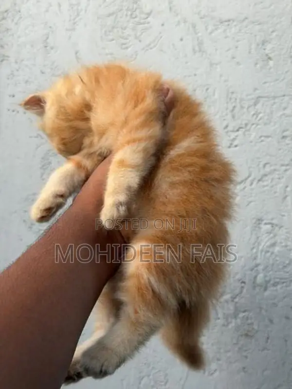 Persian kittens