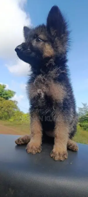 german shepherd