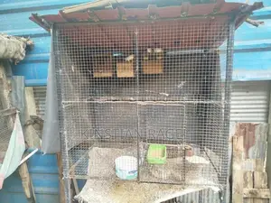 Finch Birds with Cage