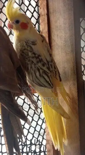 Cockatiel Breeding Pair