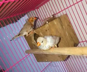 Finches Birds