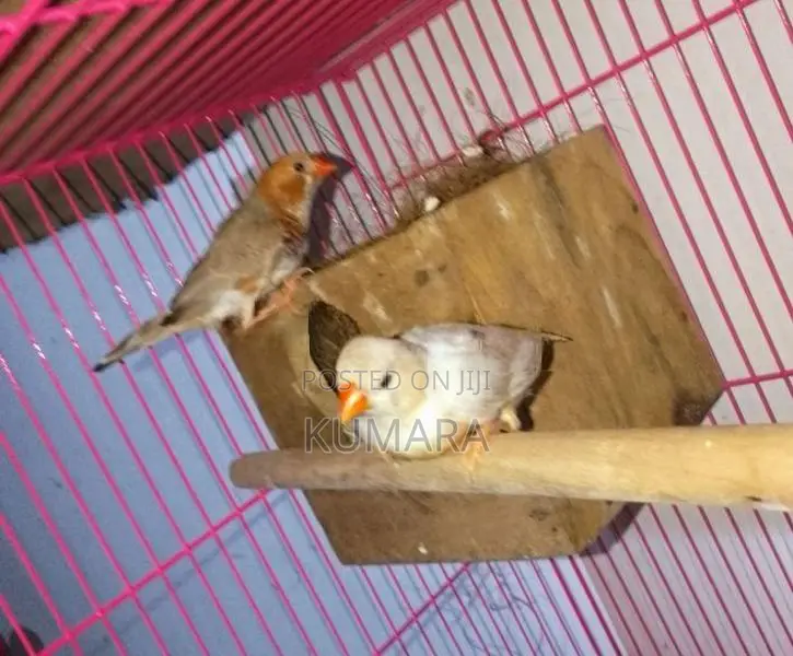 Finches Birds