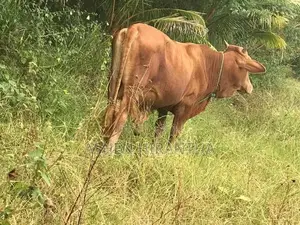 Male Cow
