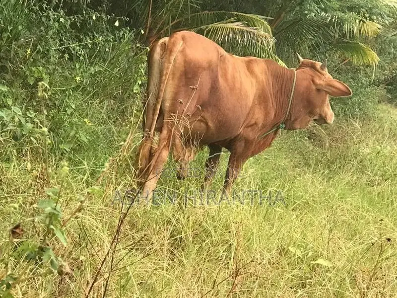 Male Cow
