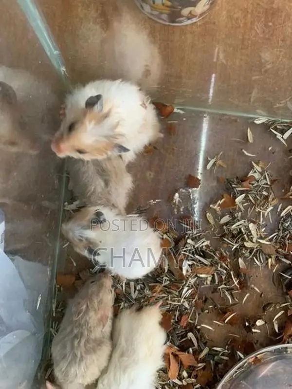 Hamsters