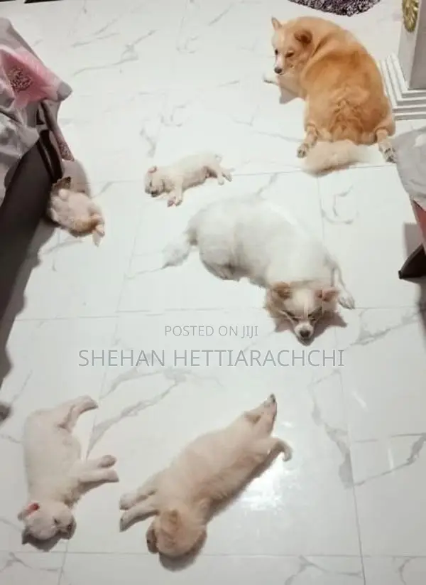 Lion Pomeranian