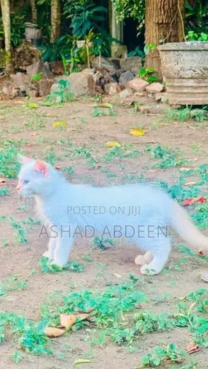Persian Kittens