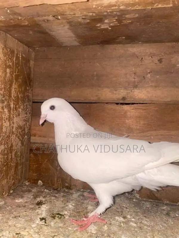 පරවියන්
