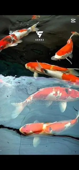 Koi Fish
