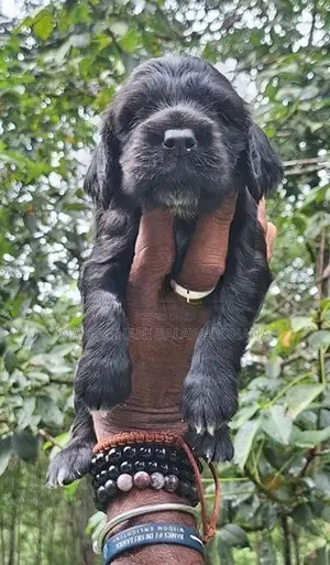 Cocker Spaniel Puppies