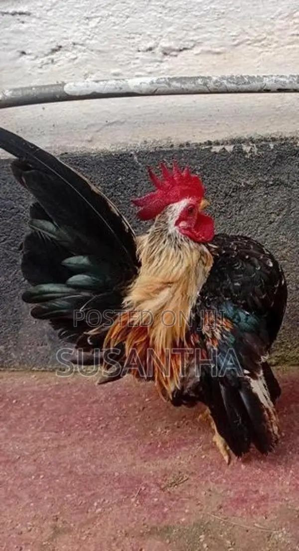 Bantam Breeding Pair