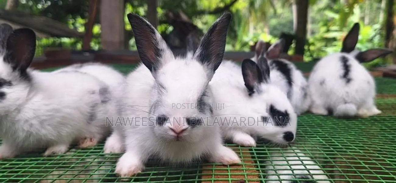 Englishpot bunnies