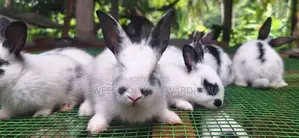 Englishpot bunnies