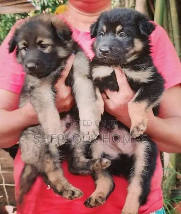 Lion Shepherd Puppies