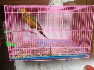 Sun Conure Bird