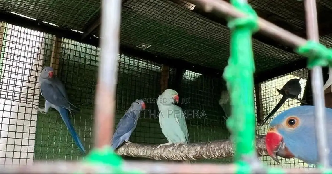 Ringneck Parrots
