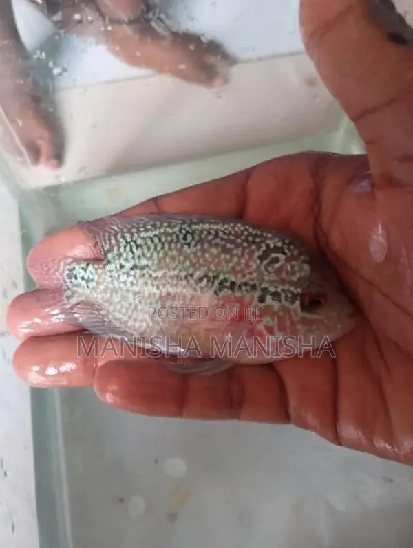 flowerhorn fish