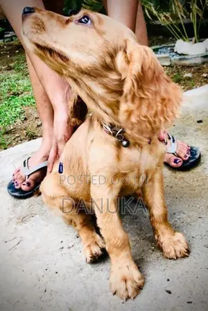Cocker Spaniel Female puppy