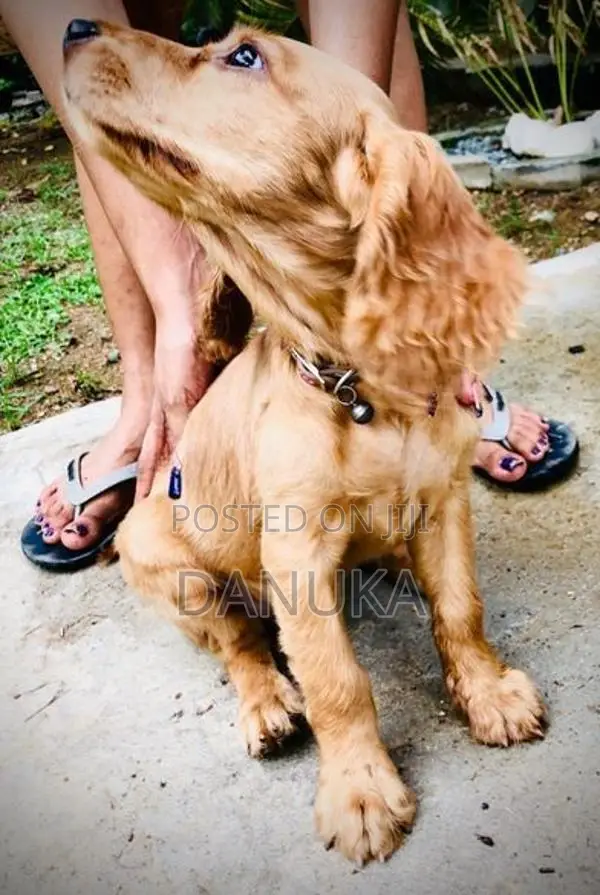 Cocker Spaniel Female puppy