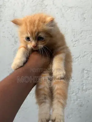 Persian kittens