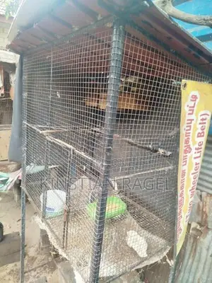 Finch Birds with Cage