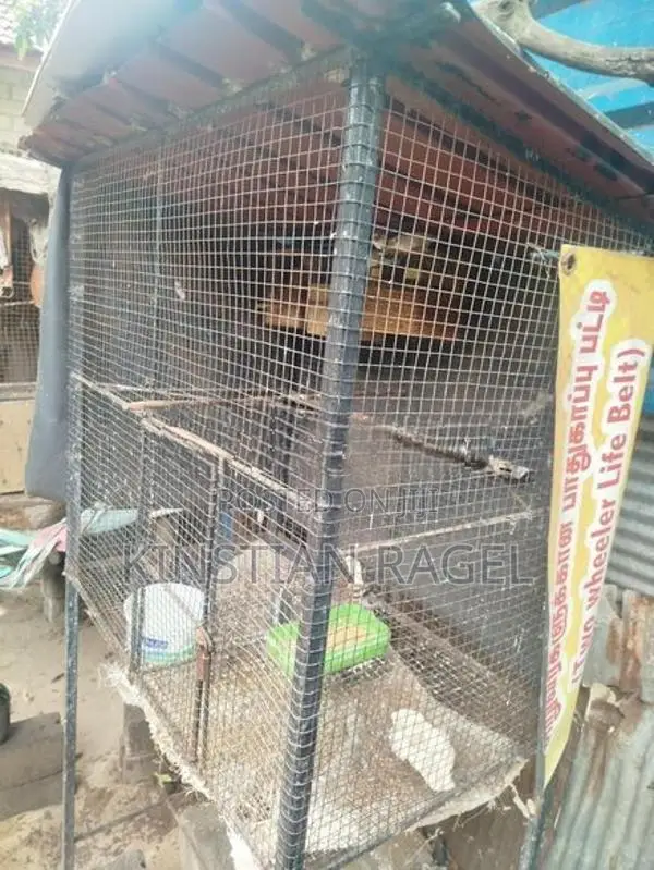 Finch Birds with Cage