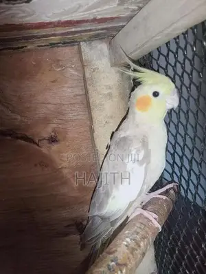 Cockatiel Breeding Pair