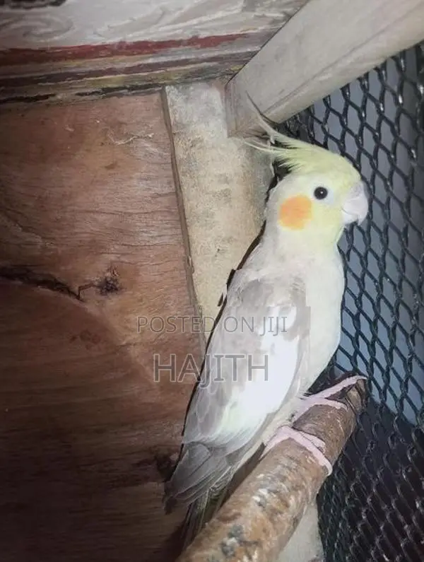 Cockatiel Breeding Pair