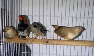 Finches Birds