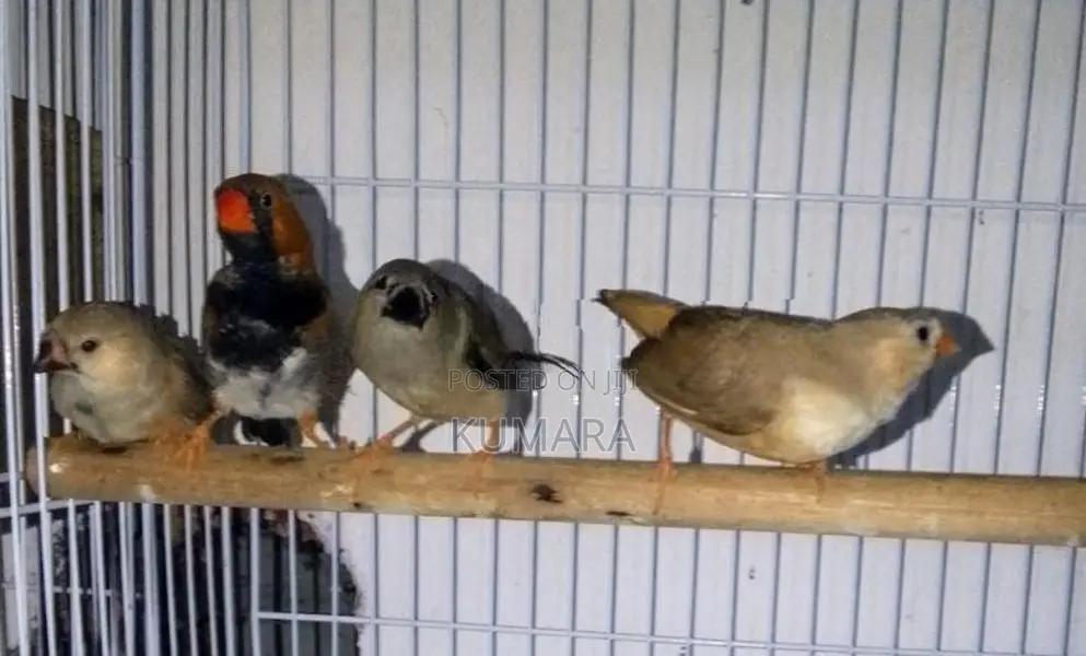 Finches Birds