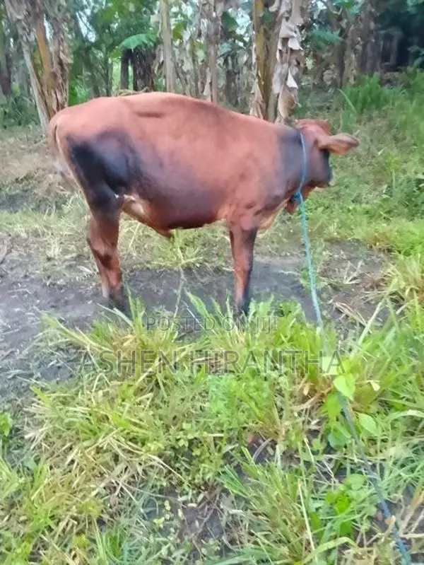Male Cow
