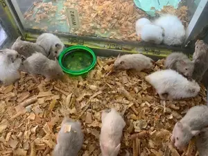 Hamsters
