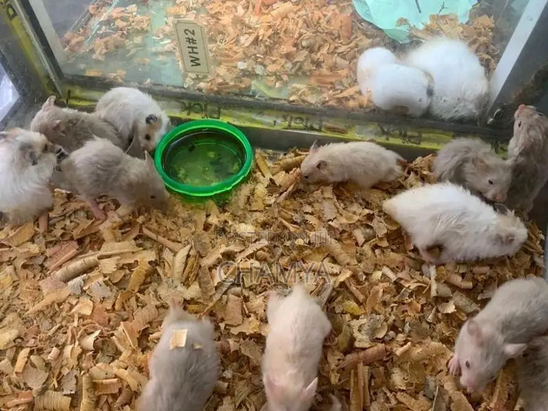 Hamsters