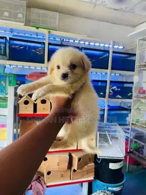 Lion Pomeranian