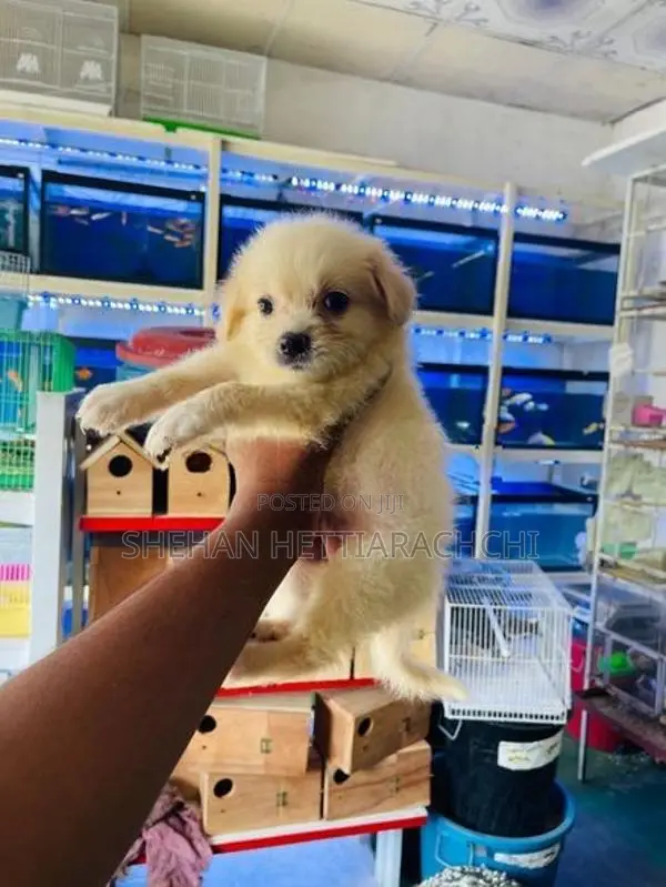 Lion Pomeranian