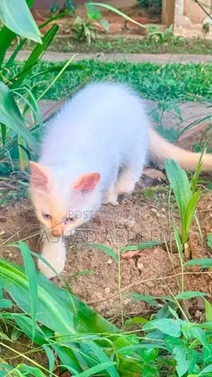 Persian Kittens