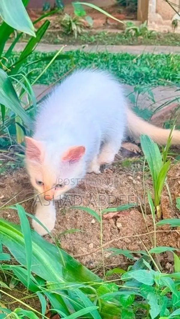 Persian Kittens