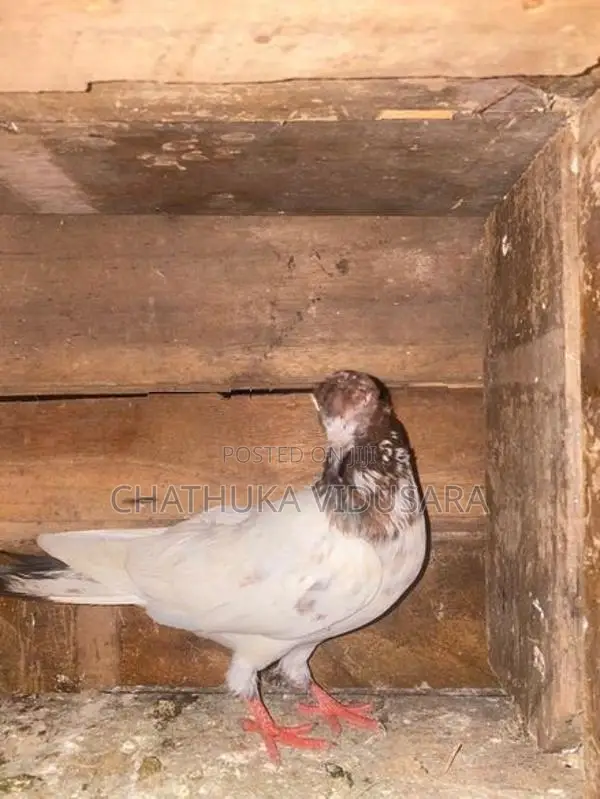 පරවියන්