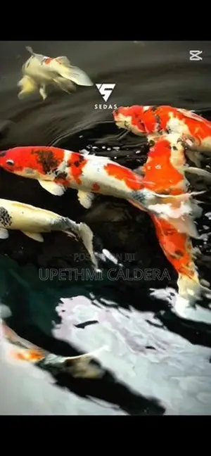 Koi Fish