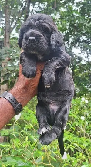 Cocker Spaniel Puppies