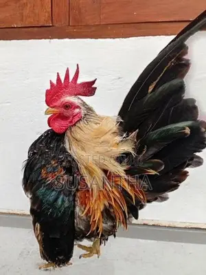Bantam Breeding Pair