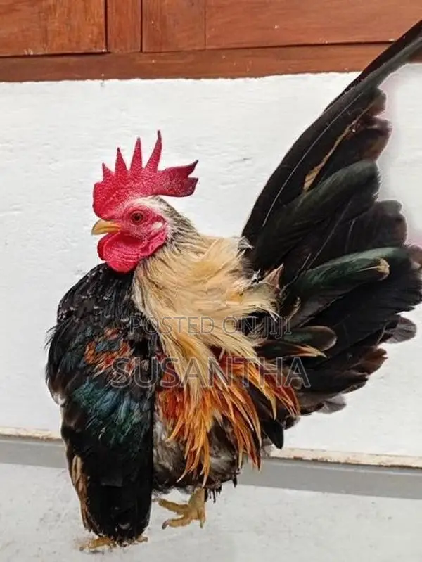 Bantam Breeding Pair