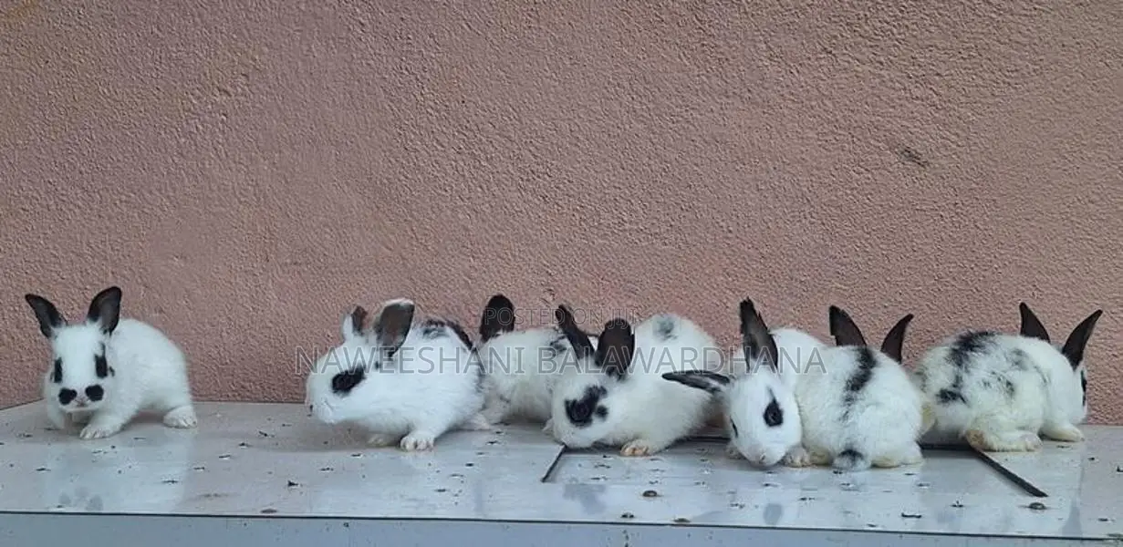 Englishpot bunnies