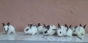 Englishpot bunnies