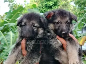 Lion Shepherd Puppies