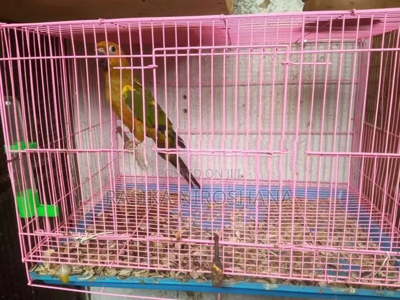 Sun Conure Bird